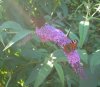 Schmetterling.jpg
