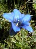 Gentiana.clusii.jpg