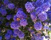 ceanothus.jpg
