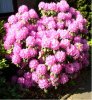 Web. Rhododendronstrauch, lila.jpg