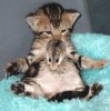 tummykitty.jpg