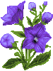 blume_platycodon.gif