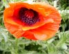 Web. Mohn, Ausschnitt 21.jpg