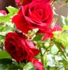 Web. Rosen-Ausschnitt 19.jpg