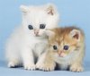 Katzenbabys-auf-blau.jpg