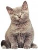 Kitten.jpg