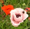 Web. Mohnblumen Ausschnitt23 mit Biene.jpg
