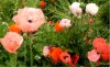 WEb. Mohnblumen Ausschnitt7.jpg