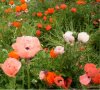 Web. Mohnblumen 031.jpg