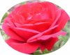 Eine Rose fÃ¼r Monique.jpg