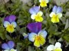 Viola.tricolor.jpg