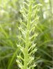 Weich-Orchis.jpg