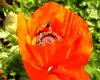 Web. Gartenmohn 2.jpg