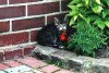 katze1.JPG