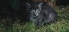 katze2.JPG