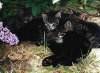katze3.JPG