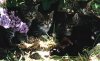 katze4.JPG