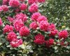 rhododendron.jpg