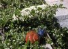 Schnecke-kopie-kleiner1.jpg