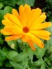 Web. Ringelblumen 1.jpg