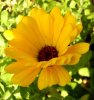 Ringelblumen 6.jpg