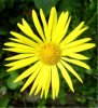 Web. Doronicum 2.jpg