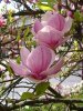 tulpenmagnolie.jpg
