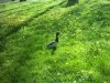 ente.jpg
