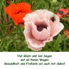 GlÃ¼ckwunsch Mohnblumen.jpg
