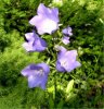 Web. Glockenblumen 5.jpg