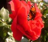 Rose mit Schmetterling.jpg