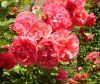 Rosen am Zeughaus 19.jpg