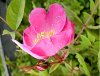 Alpenheckenrose3.jpg