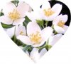 Jasmin-Herz.jpg