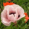 Web. Mohnblumen 030.jpg