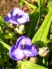 Web. Dreimasterblumen 5.jpg