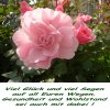 GlÃ¼ckwunsch 2b, Rosen.jpg