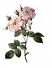 rose1.jpg