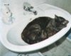 Waschkatze.jpg