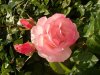 Web. Rose 44.jpg