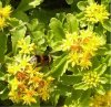 Web. Sedum mit Biene.jpg