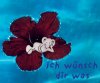 C7-300ichwÃ¼nschdirwas.jpg