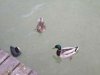 DSCN0177.jpg