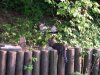 DSCN0068.jpg