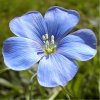 Linum_alpinum.jpg