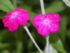 Blume mit Regentropfen.jpg