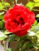 Rosen, web 009.jpg