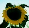 sonnenblume.JPG