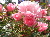 Geburtstagskreis-Rosen.jpg