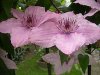 Web[1]. Clematis-Haus 5.jpg